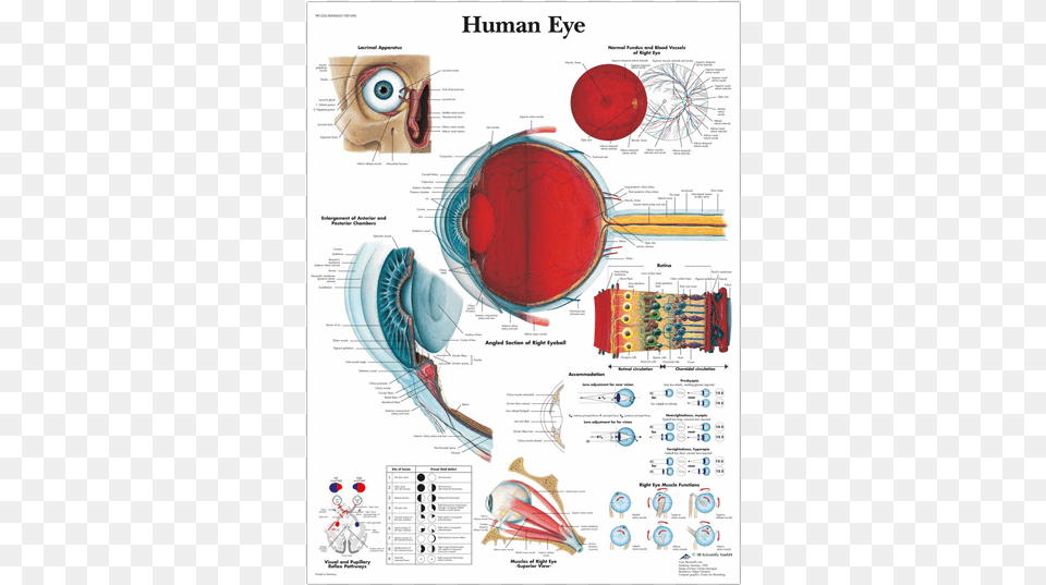 Anatomical Chart Human Eye Anatomy Of Eye Poster, Diagram Free Png