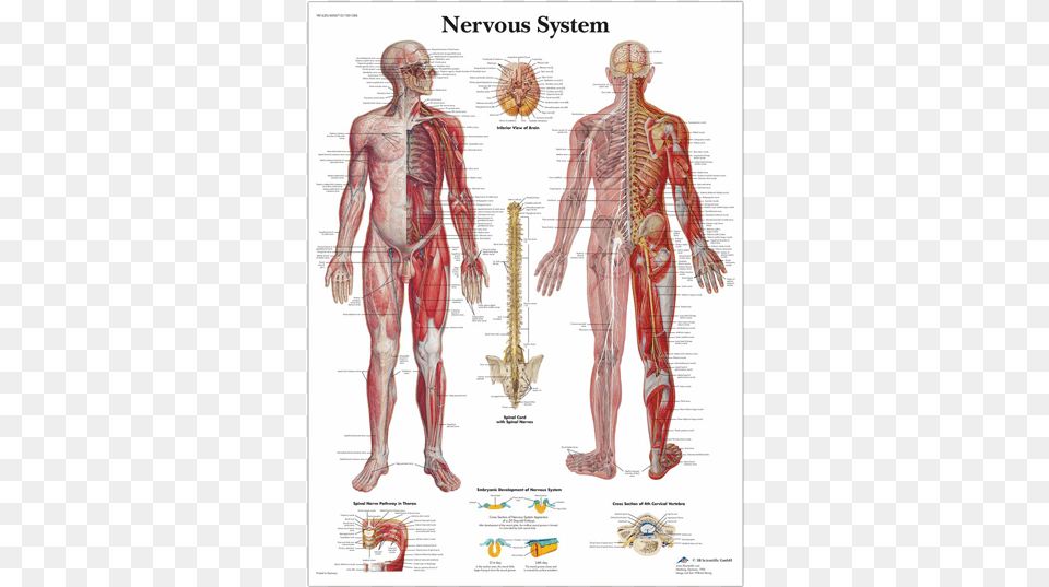 Anatomical Chart Nervous System Human Body Nerves System, Body Part, Person, Torso, Adult Free Png