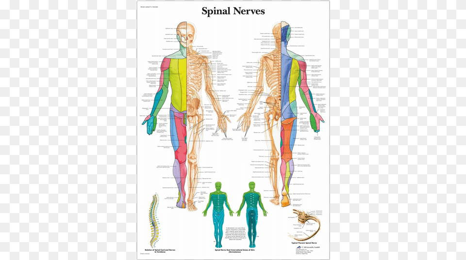 Anatomical Chart Spinal Nerves Spinal Nerve Root Innervation Chart, Adult, Female, Person, Woman Png