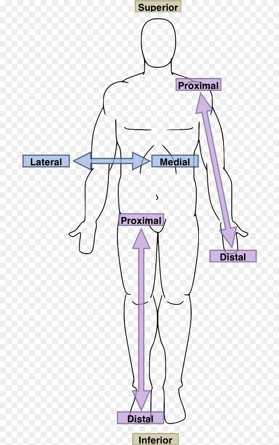Anatomical Directions, Chart, Measurements, Plot Free Png