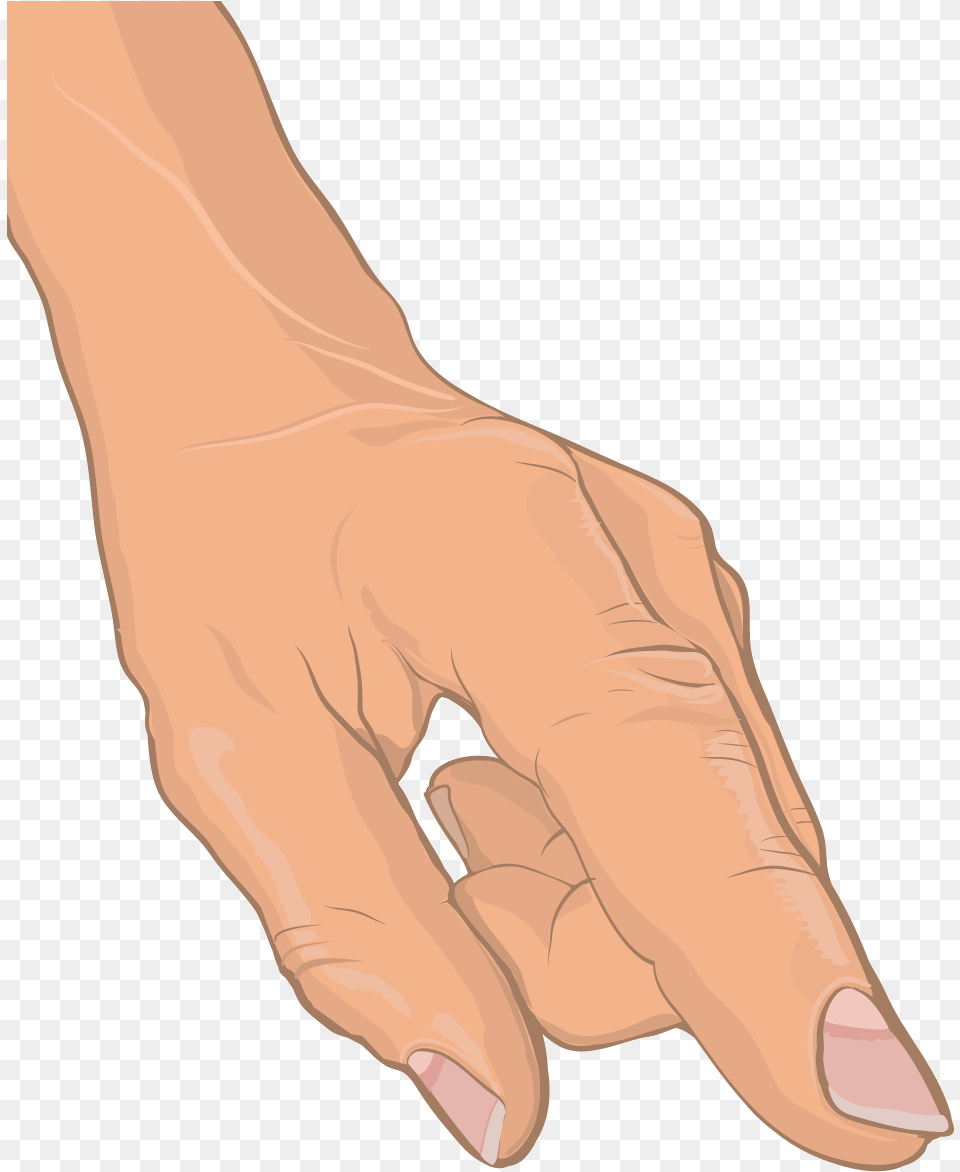 Anatomical Drawing Of Human Hand Sketch, Body Part, Finger, Person, Adult Free Transparent Png
