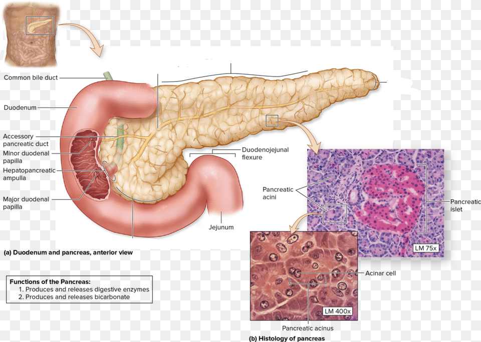 Anatomical Features Of The Pancreas, Body Part, Stomach, Baby, Person Png Image