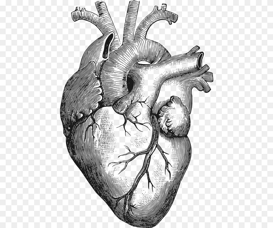 Anatomical Heart, Art, Drawing, Person, Face Free Transparent Png