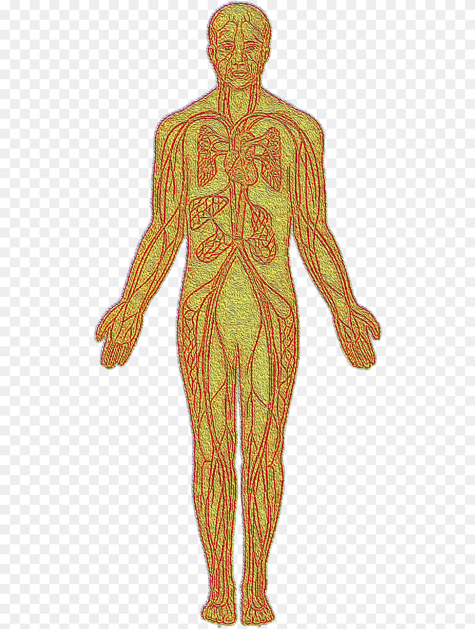 Anatomical Heart, Adult, Male, Man, Person Png Image