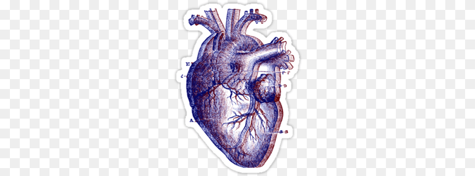 Anatomical Heart By Dandelionnwine Human Heart Drawing, Ct Scan, Ammunition, Grenade, Weapon Free Transparent Png