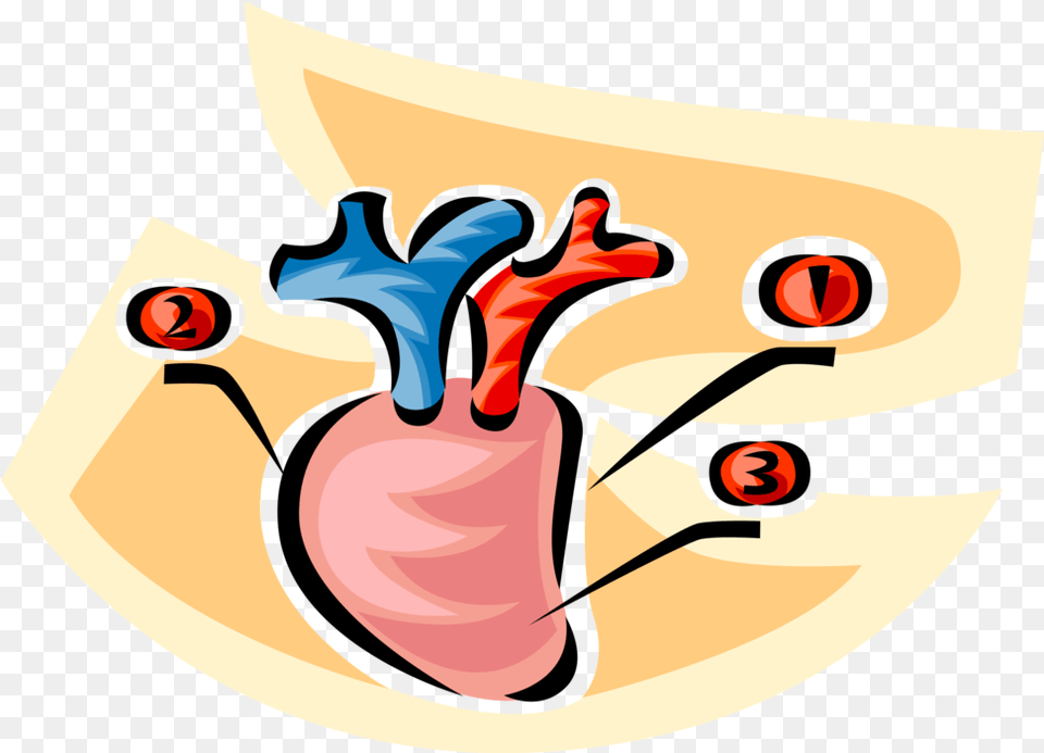 Anatomical Heart Clip Art Free Png Download