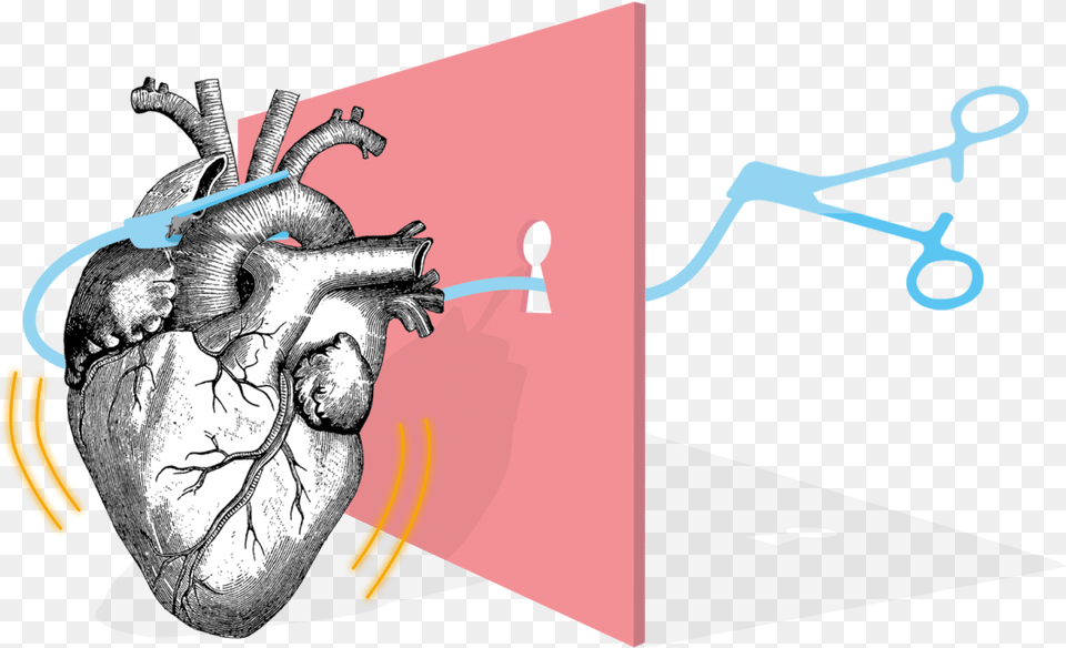 Anatomical Heart Download Human Heart, Adult, Male, Man, Person Png