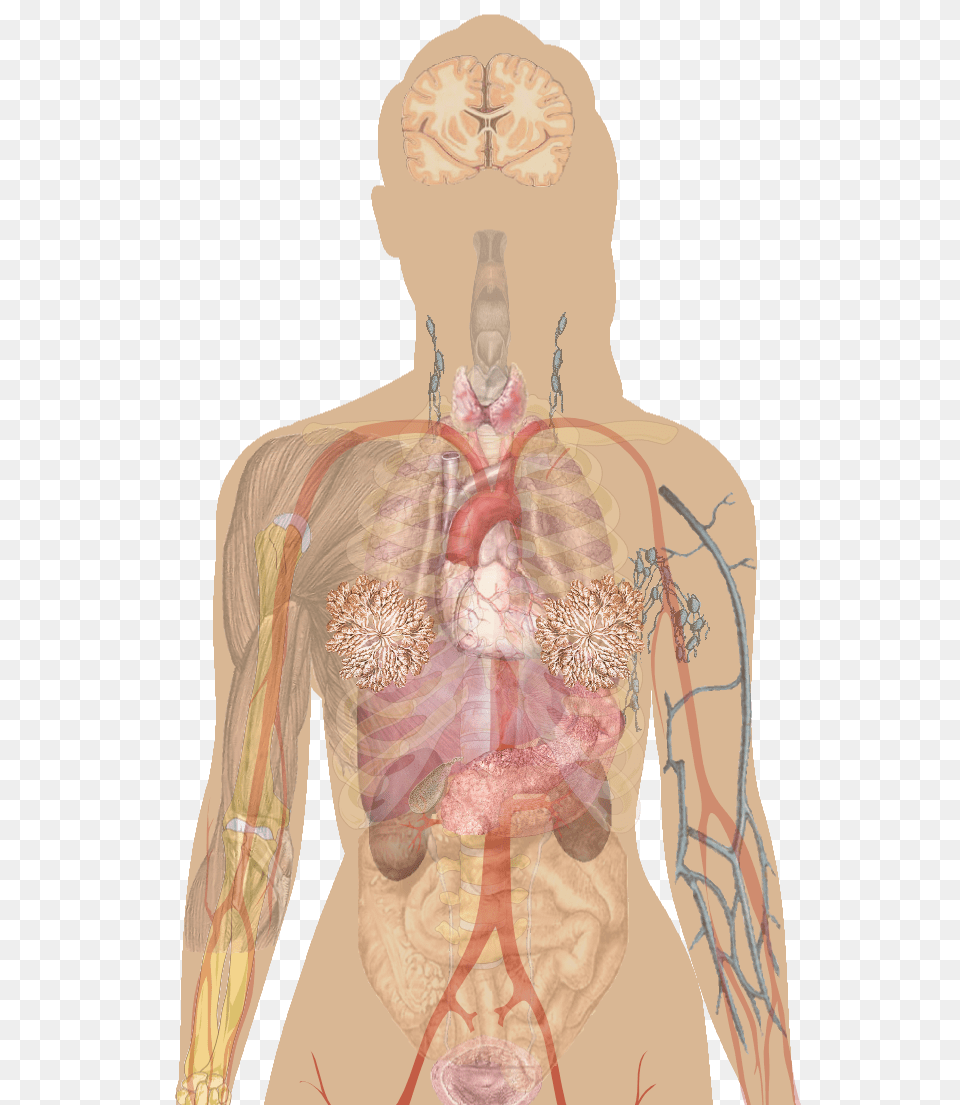 Anatomical Heart Fitness Tops Iodine Deficiency In Humans, Adult, Person, Man, Male Free Png Download