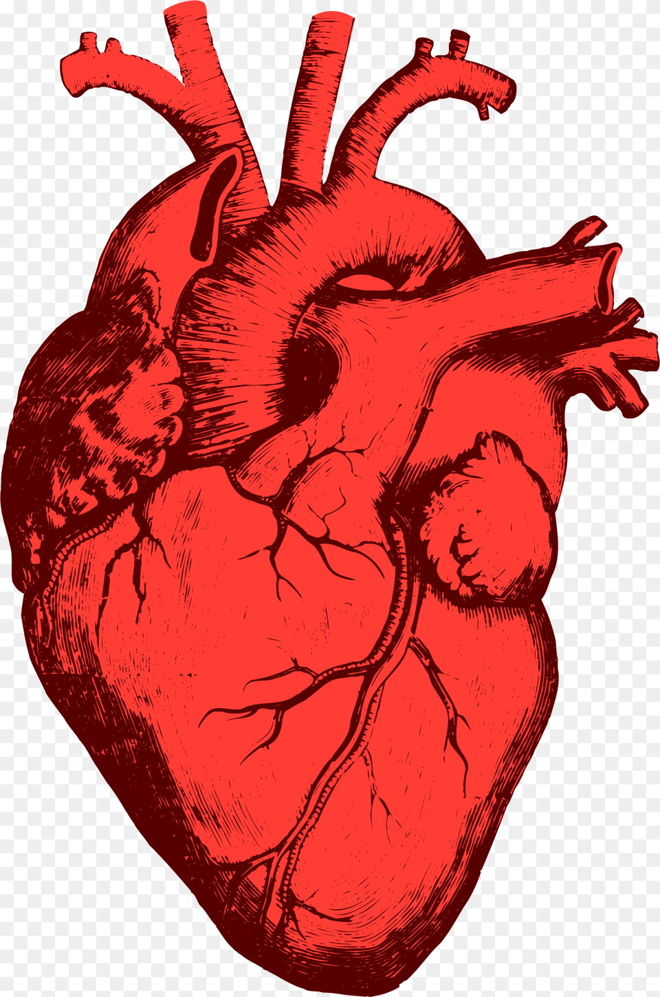 Anatomical Heart Heart Organ, Person, Face, Head Free Png