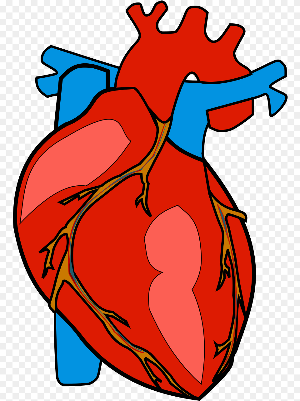 Anatomical Heart Human Heart, Baby, Person, Cello, Musical Instrument Free Transparent Png