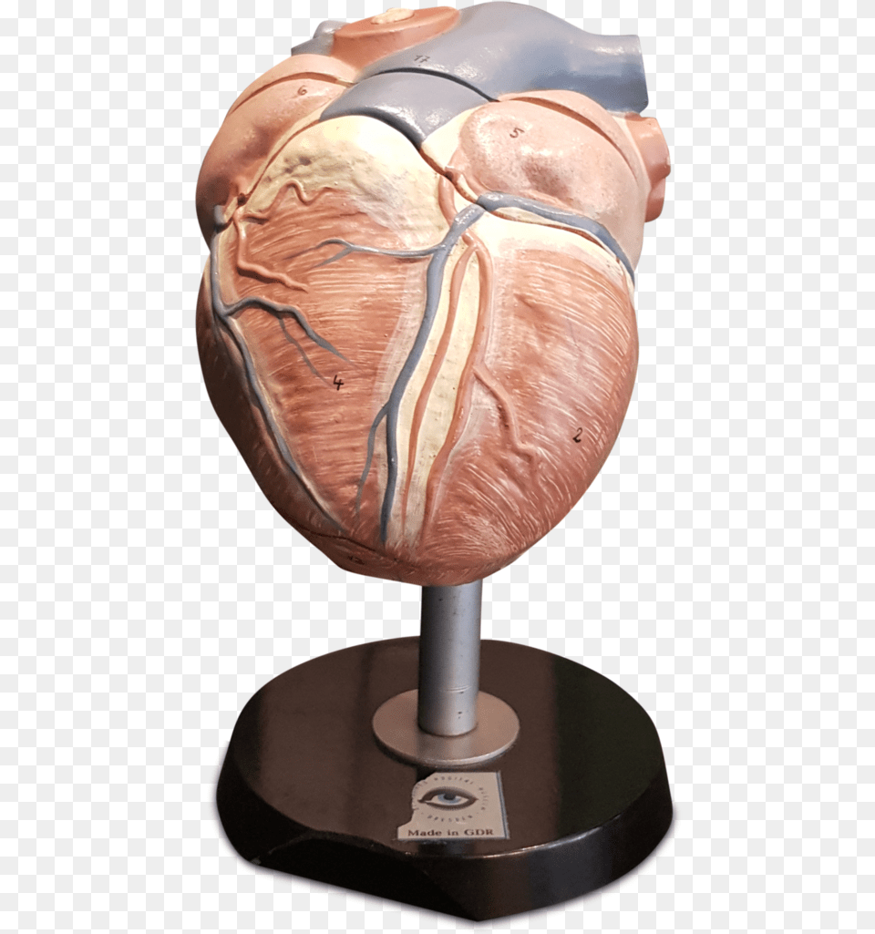 Anatomical Heart Vintage East German Anatomical Heart Carving, Torso, Body Part, Person, Sphere Png Image