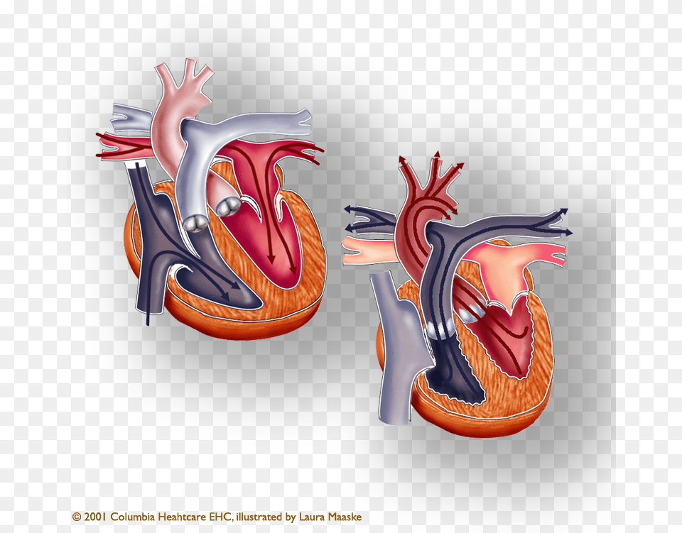 Anatomical Illustration Atria And Venricles Of The Heart Systole And Diastole, Animal, Bird, Chicken, Fowl Free Transparent Png