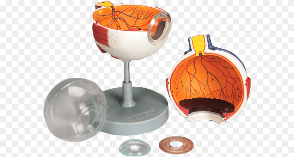 Anatomical Model Human Eye 6 Parts Snifter, Glass, Goblet, Lamp Png Image