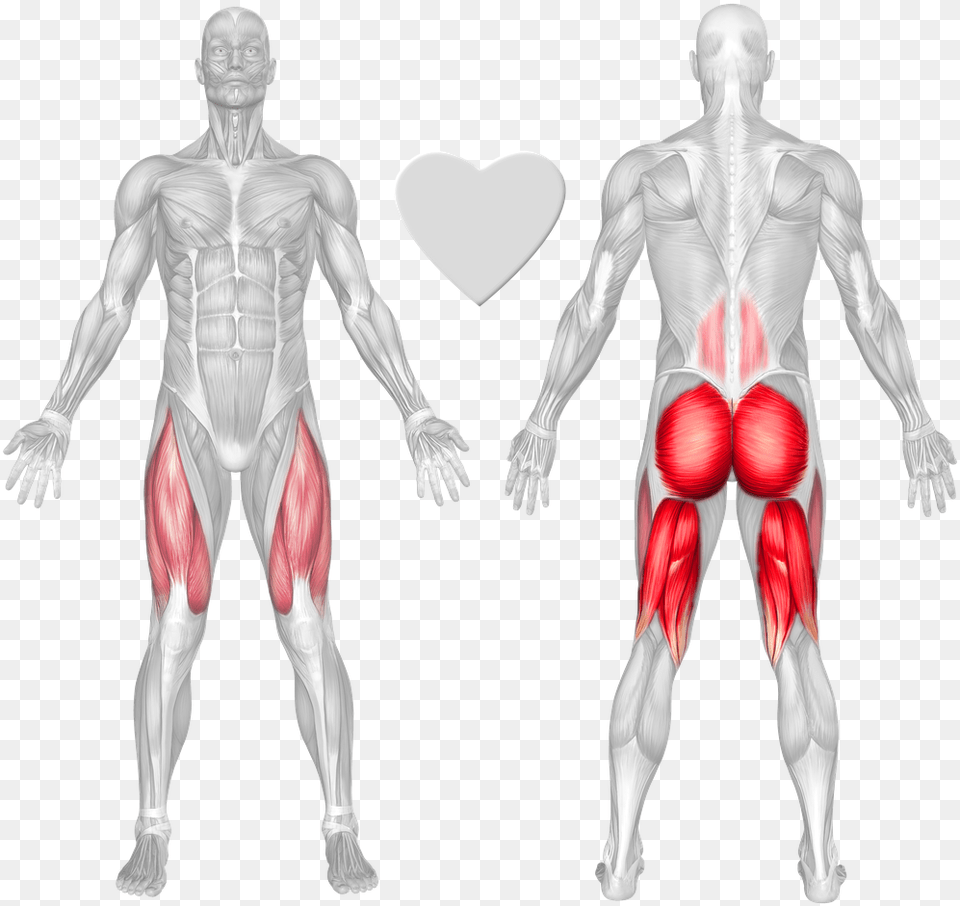 Anatomical Muscle Stretching, Adult, Male, Man, Person Free Png