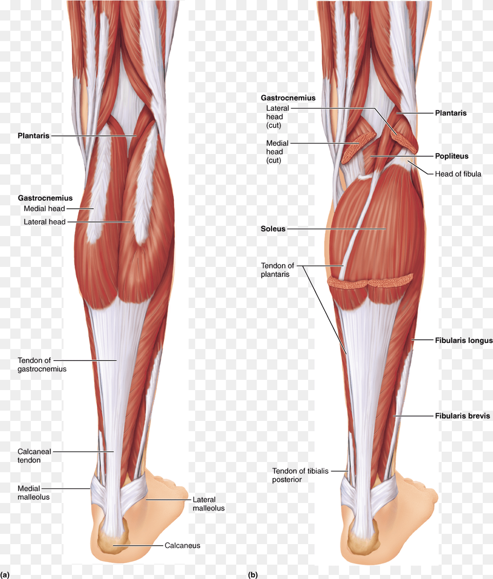 Anatomical Muscle Stretching Label The Muscles Of The Posterior Right Leg, Body Part, Face, Head, Neck Free Png