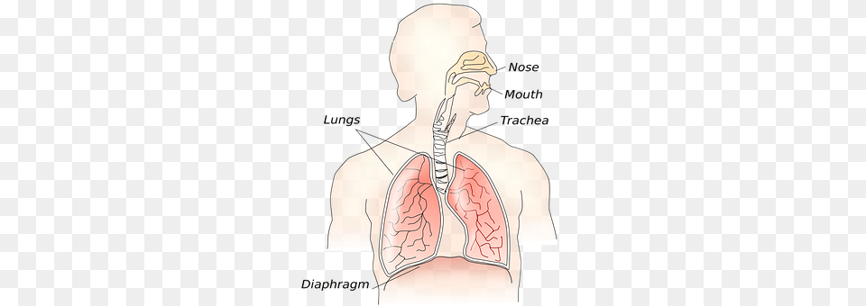 Anatomy Neck, Body Part, Face, Person Png