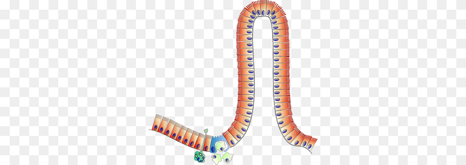 Anatomy Free Transparent Png