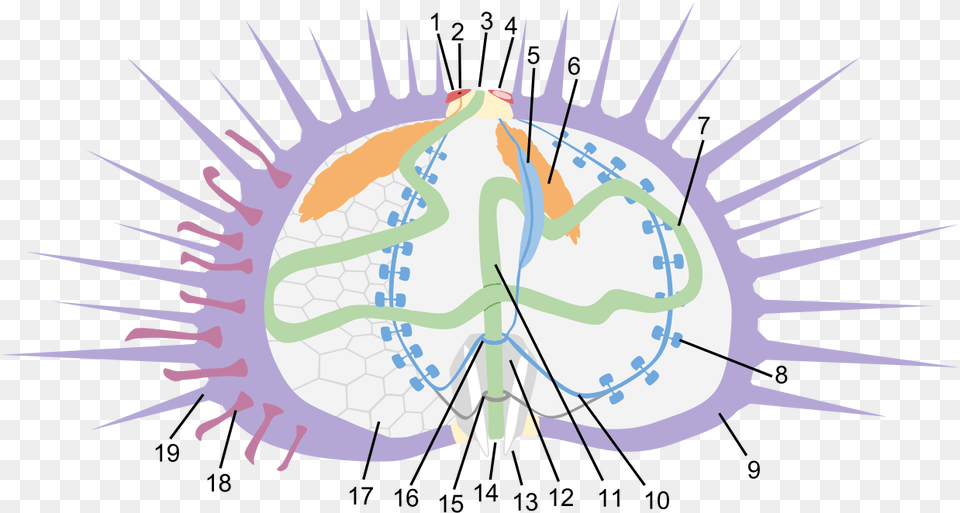 Anatomy Free Transparent Png