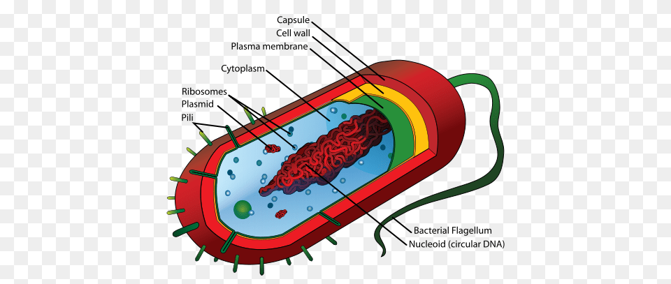 Anatomy And Physiology, Dynamite, Weapon, Computer Hardware, Electronics Free Png