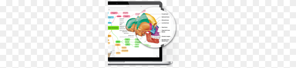 Anatomy And Physiology Clipart Free Png