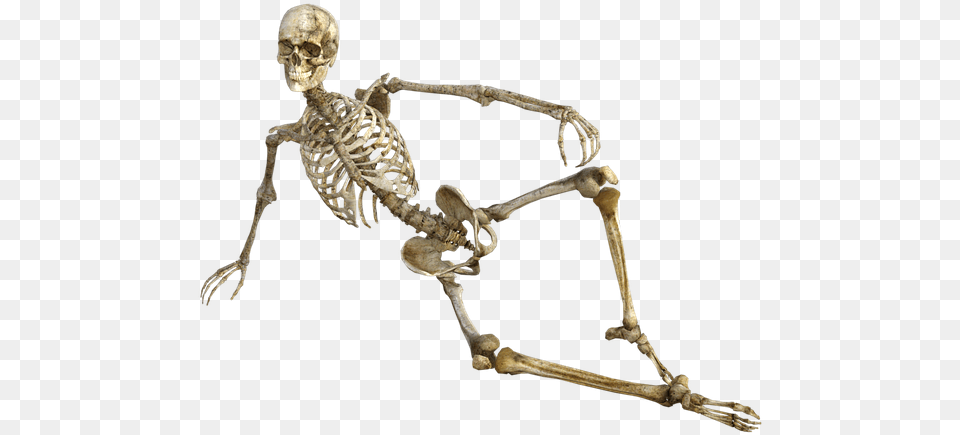 Anatomy And Physiology Funny, Skeleton, Person Free Transparent Png