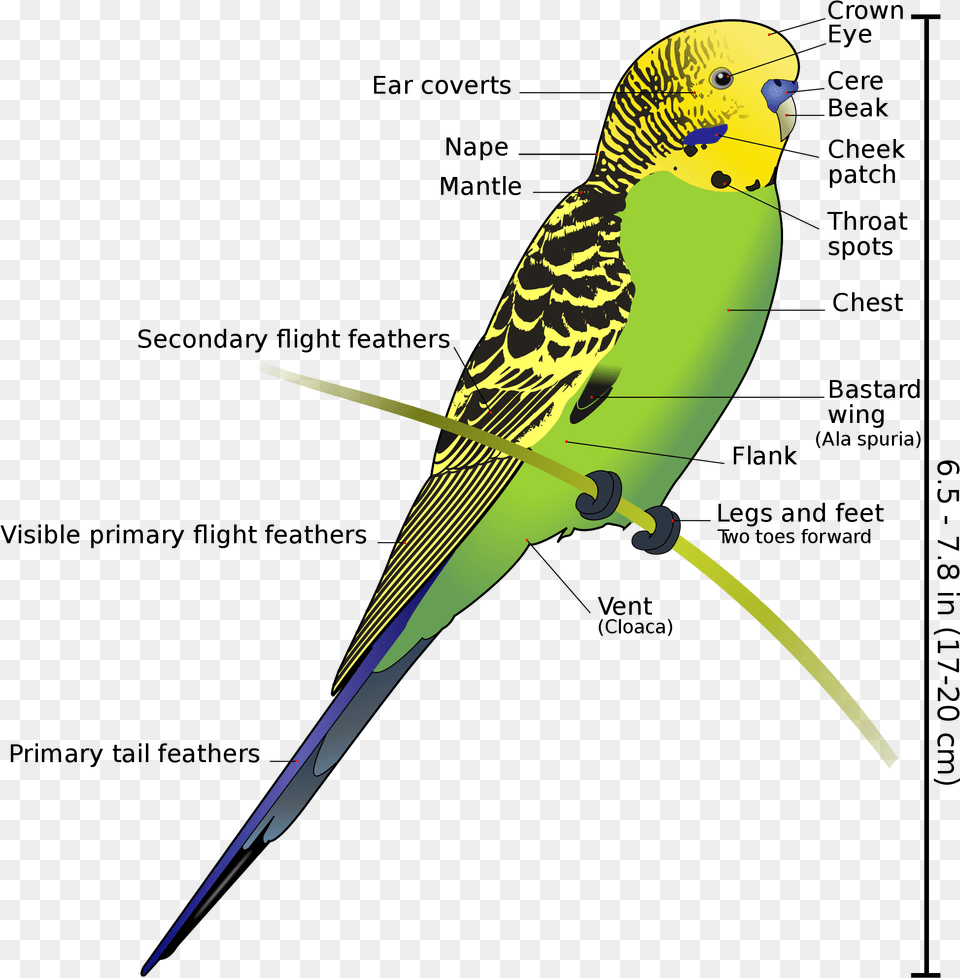 Anatomy And Physiology Of Aves Vertebrate Zoology Draw Sri Lankan Love Birds, Animal, Bird, Parakeet, Parrot Free Png Download