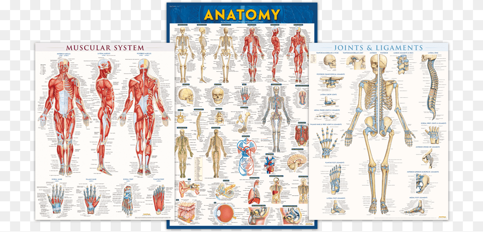Anatomy And Physiology Posters Anatomy Paper By Vincent Perez, Adult, Male, Man, Person Free Png Download