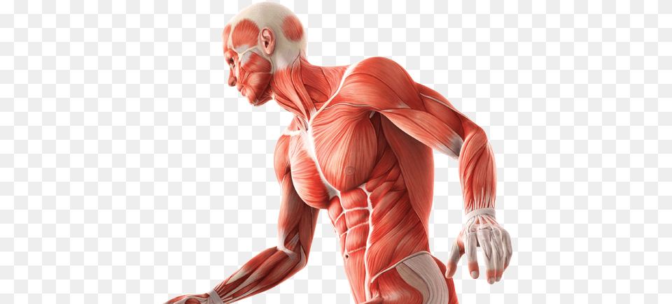 Anatomy And Physiology Skeleton Muscle Anatomy, Alien, Body Part, Face, Head Free Transparent Png