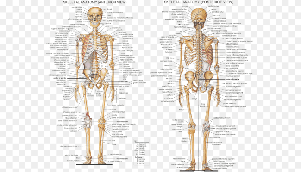 Anatomy Axial Skeleton Labeled Detailed Skeletal System, Adult, Bride, Female, Person Png Image