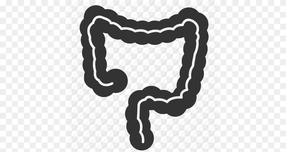 Anatomy Biology Body Colon Entrail Large Intestine Organ Icon, Animal, Mammal, Wildlife, Zebra Png