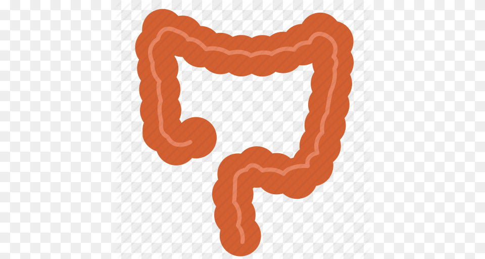 Anatomy Biology Colon Entrail Healthy Large Intestine Organ Icon Png Image