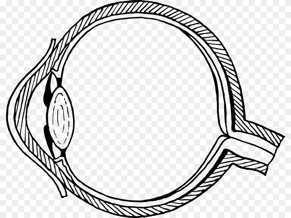 Anatomy Biology Cross Section Eye Optic Optical, Gray Free Png