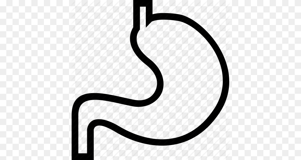 Anatomy Body Digestive Human Medical Organ Stomach Icon, Body Part, Text Png Image