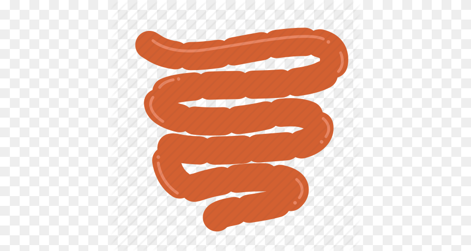 Anatomy Body Entrail Healthy Intestine Organ Small Intestine, Food, Hot Dog Free Png Download