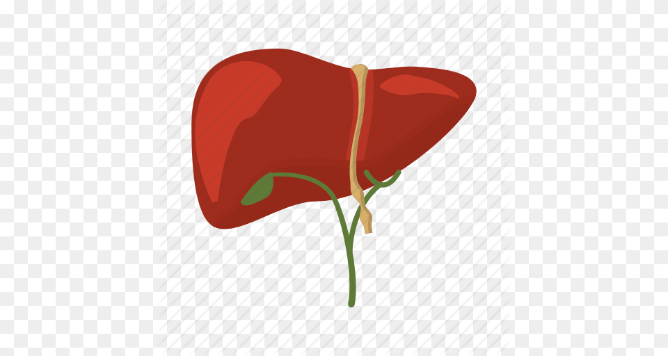 Anatomy Cartoon Hepatic Human Liver Medicine Organ Icon, Flower, Plant, Clothing, Hat Free Png Download