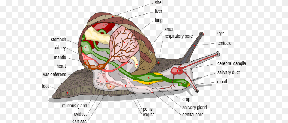 Anatomy Diagram Of A Snail, Animal, Invertebrate, Fish, Sea Life Free Png