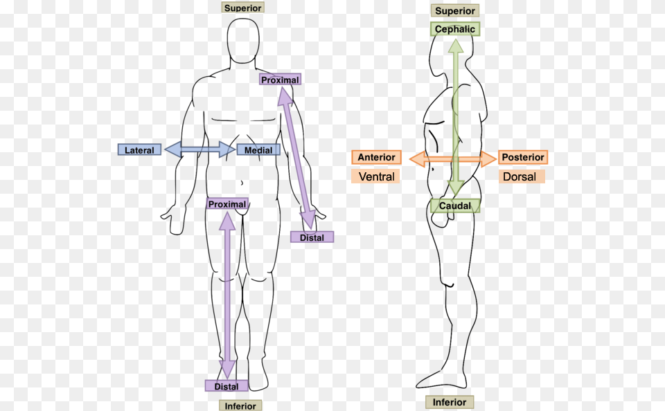 Anatomy Directional Terms, Chart, Plot, Measurements, Chandelier Png