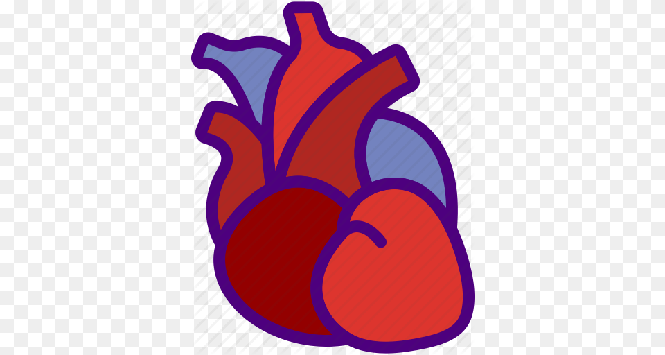 Anatomy Doctor Heart Hospital Medical Icon, Food, Fruit, Plant, Produce Free Png Download