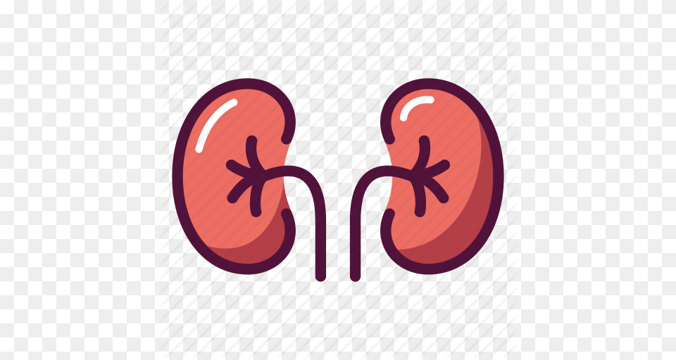 Anatomy Excretory System Health Healthcare Kidney Organ Png Image