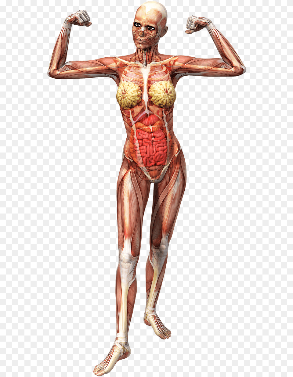 Anatomy Female Muscles Picture, Adult, Person, Woman, Face Free Png Download