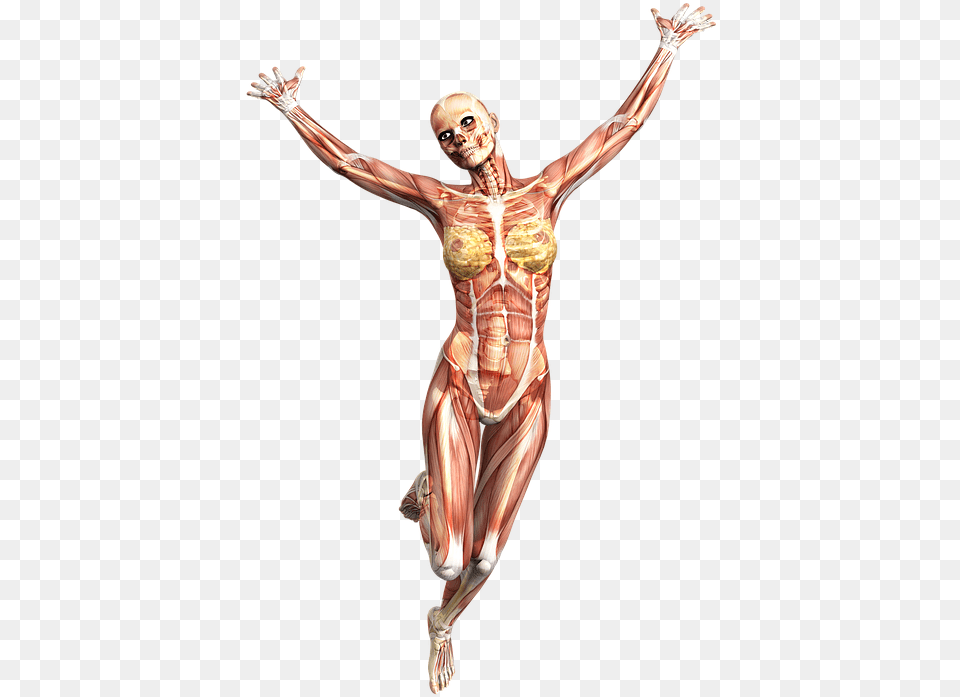 Anatomy Female Muscles Skeleton Tissue Tecido Muscular Imagem Hd, Cross, Symbol, Adult, Person Png