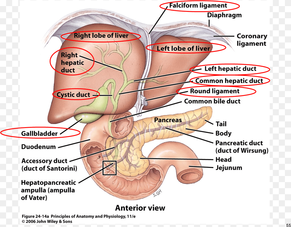 Anatomy Gallbladder Pancreas Google Flow Of Digestive Juices From The Accessory Glands, Body Part, Stomach Free Png Download