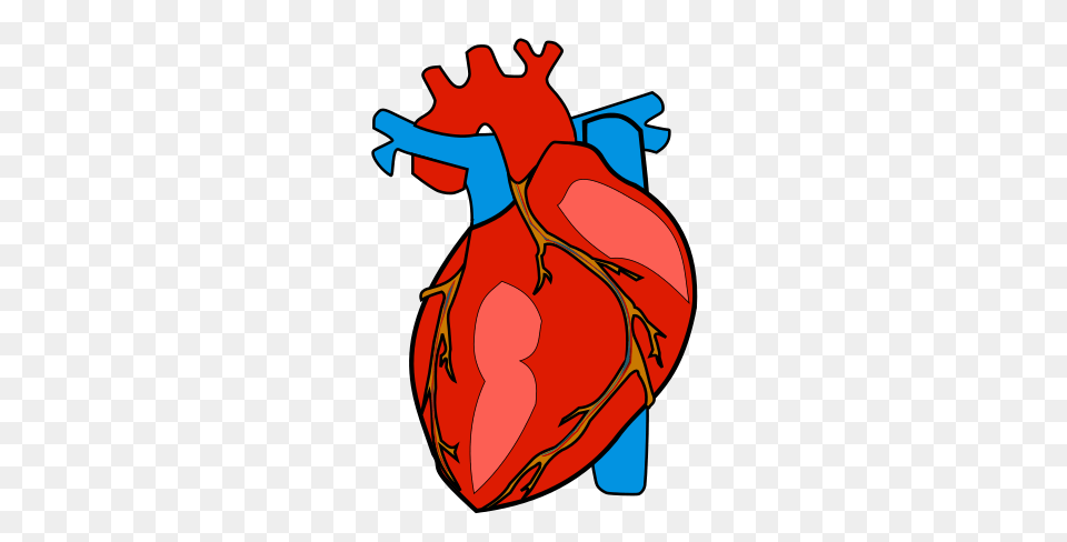 Anatomy Heart Clipart, Baby, Person Png