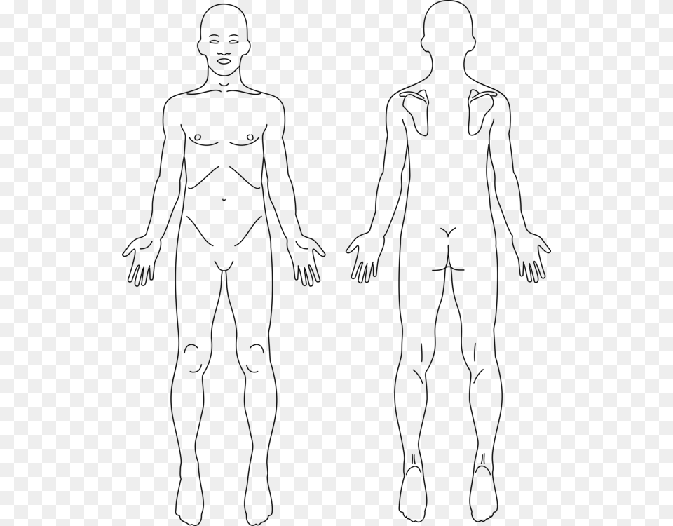 Anatomy Human Body Human Back Diagram Organ Leg Front And Back Diagram, Gray Free Png