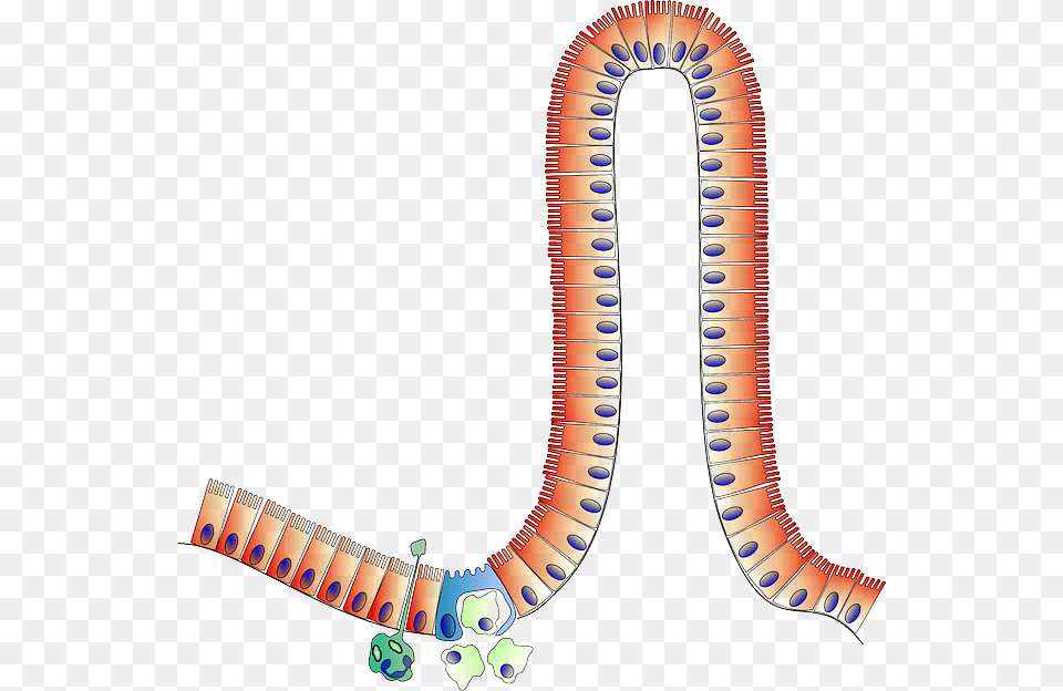 Anatomy Intestine Biology Enterocyte Clipart, Animal, Invertebrate, Worm, Smoke Pipe Free Transparent Png