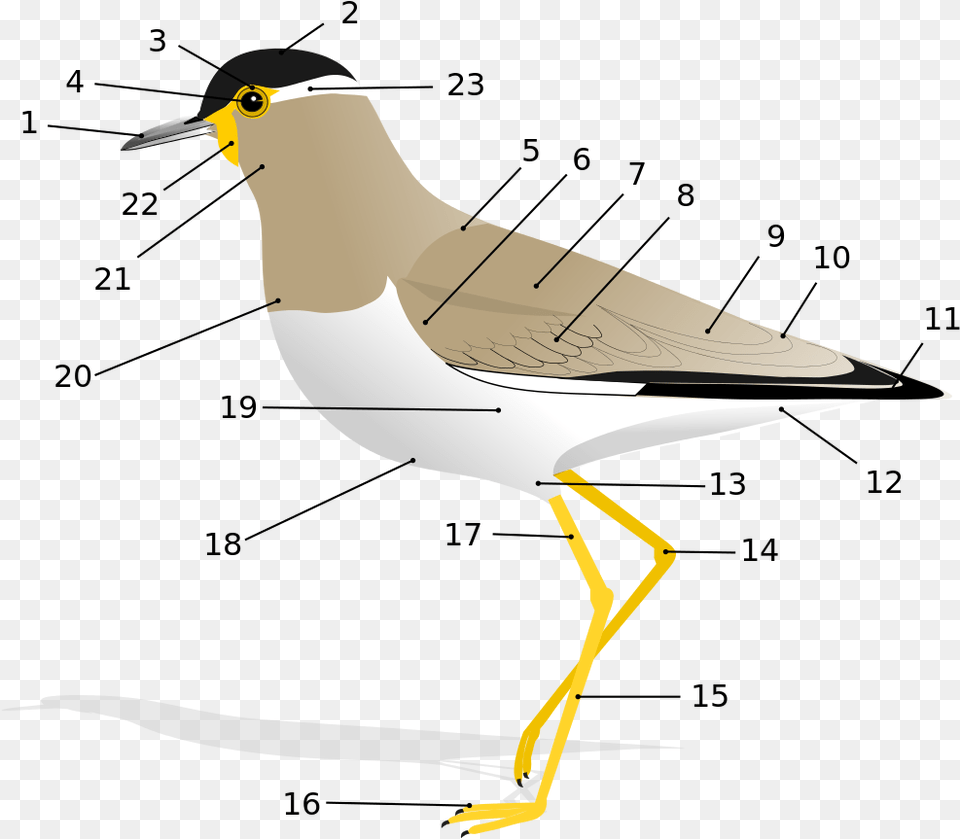 Anatomy Of A Bird, Animal, Beak, Waterfowl Free Png Download