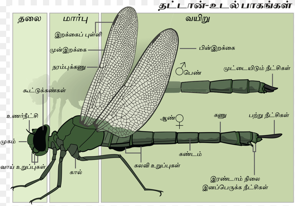 Anatomy Of A Damselfly, Animal, Dragonfly, Insect, Invertebrate Png