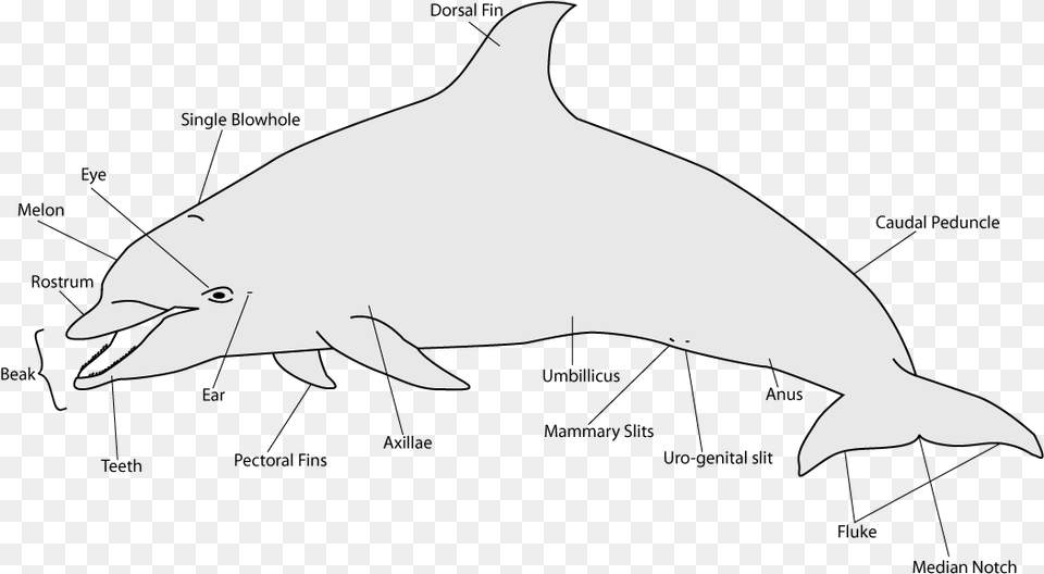Anatomy Of A Dolphin Dolphin Anatomy Illustration Dolphin Fins, Animal, Mammal, Sea Life, Fish Png Image