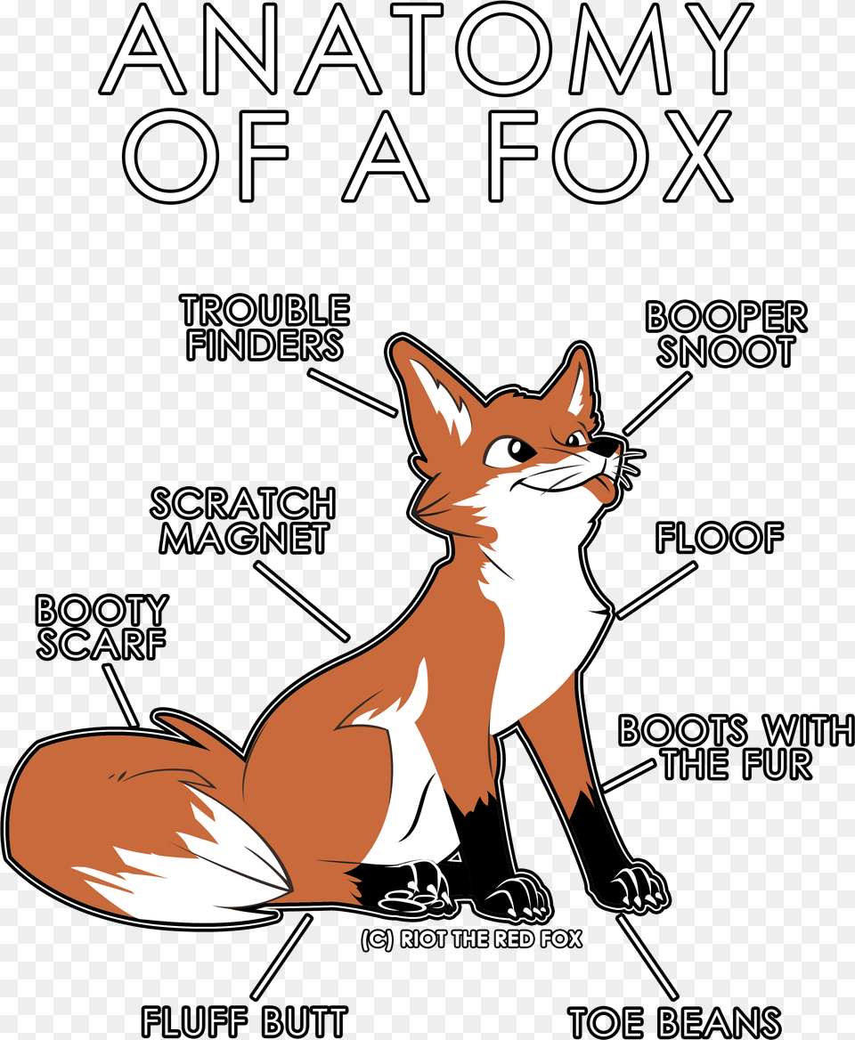 Anatomy Of A Fox Shirt, Advertisement, Poster, Mammal, Animal Png