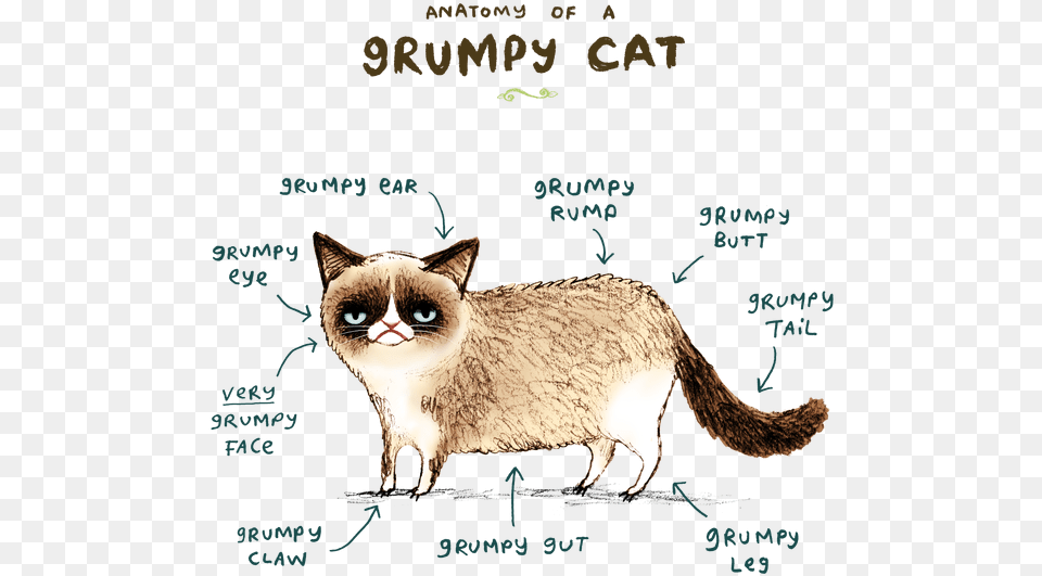 Anatomy Of A Grumpy Cat Grumpy Cat Wallpaper Iphone, Animal, Mammal, Pet, Siamese Png Image
